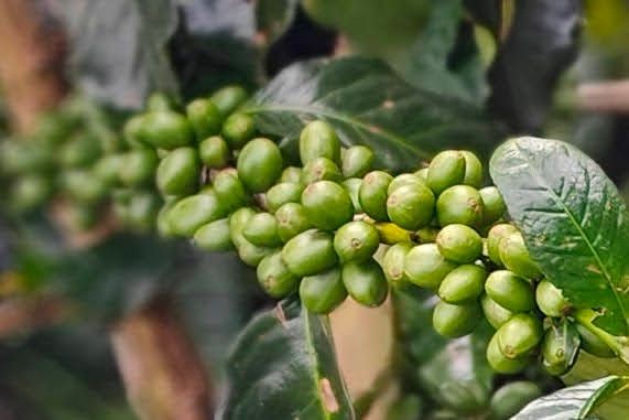 Naturally Organic Origin